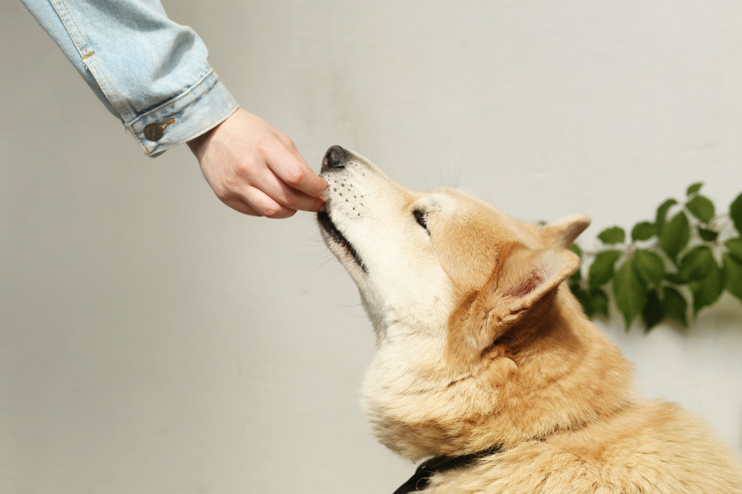 Kan hunden spise...?