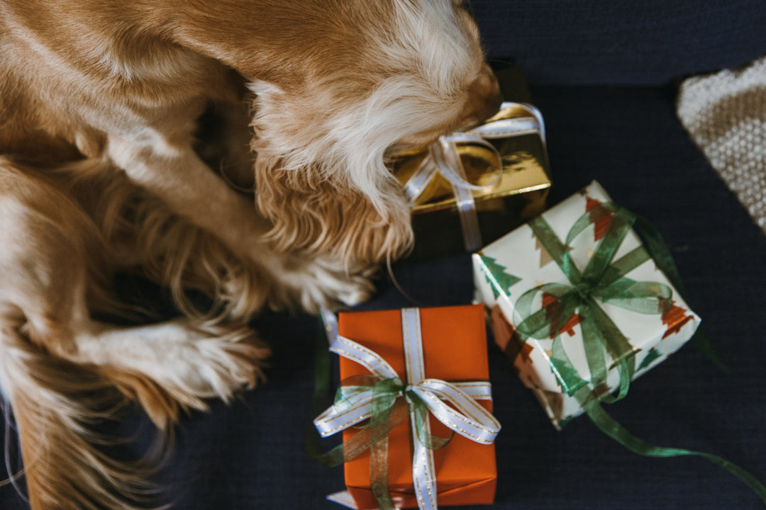 De beste julegavetipsene til Hunden