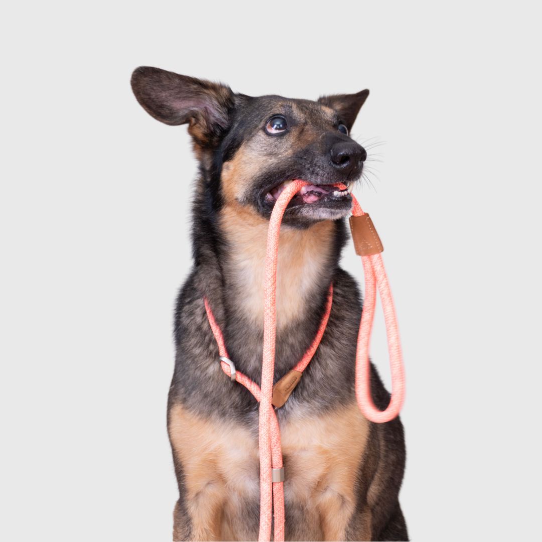 Hiro Dogwear Retrieverbånd Kobbel