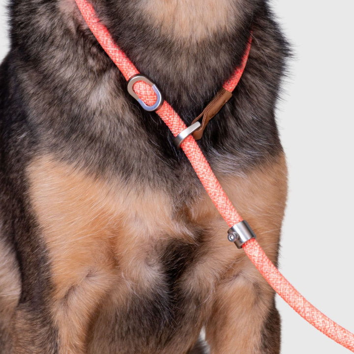 Hiro Dogwear Retrieverbånd Kobbel