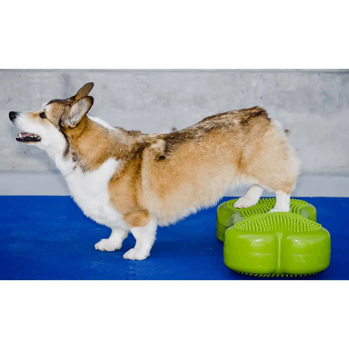 FITPAWS K9FitBone Balanseplatform