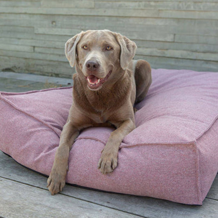 Fantail Stargaze Origin Iconic Pink Hundeseng